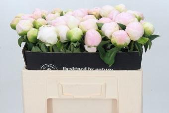 <h4>Paeonia Baroness Schröder</h4>