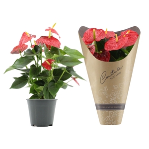 Anthurium Esudo in Eco Line sleeve