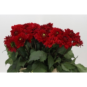 Dahlia Heatwave