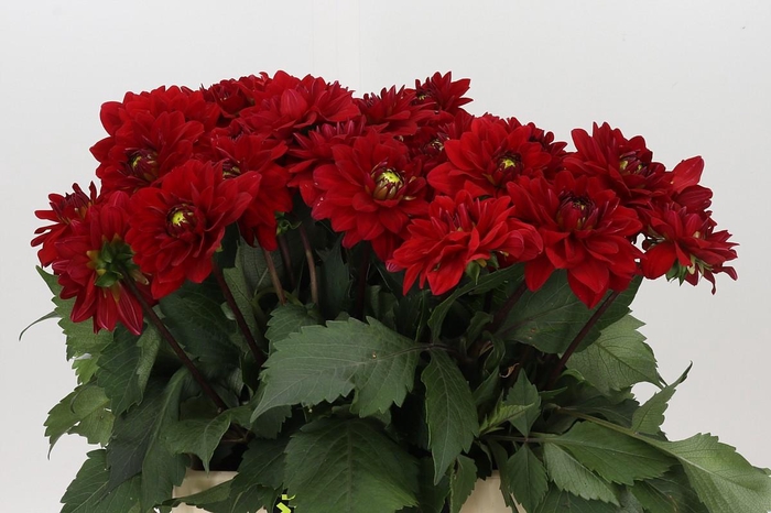 <h4>Dahlia Heatwave</h4>