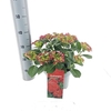 HYDR  RED  8-10 kop