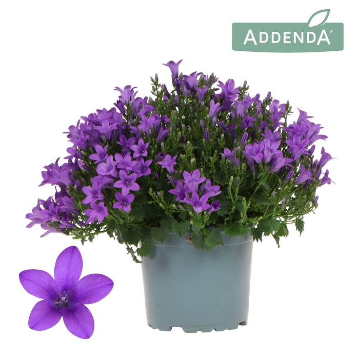 <h4>Campanula Addenda Ambella Intense purple</h4>