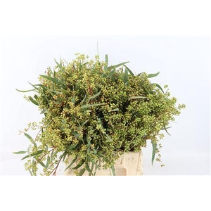 Euca Exotica Berry 45cm P Bunch