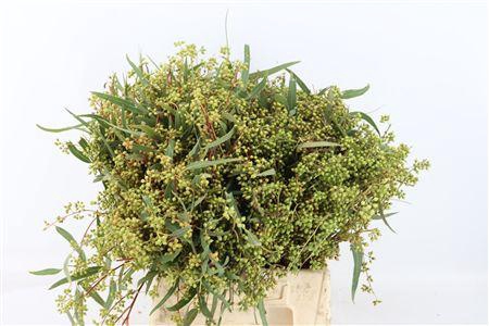 <h4>Euca Exotica Berry 45cm P Bunch</h4>