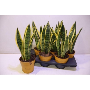 arr8 Sansev Laurentii