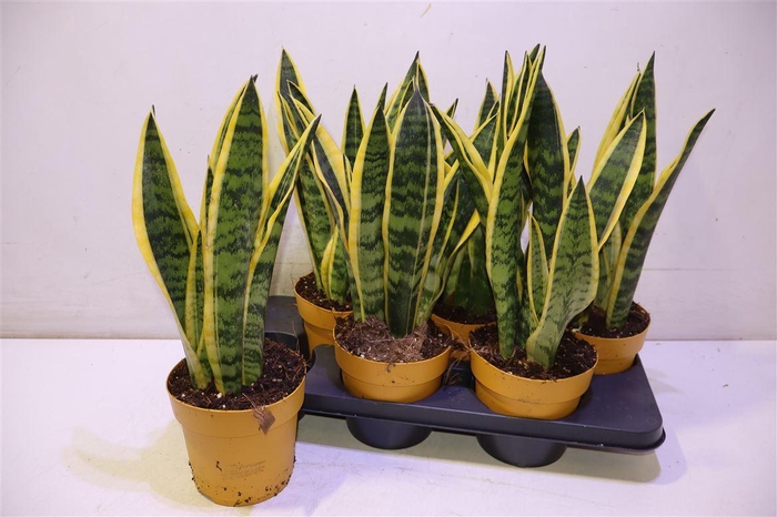 <h4>arr8 Sansev Laurentii</h4>