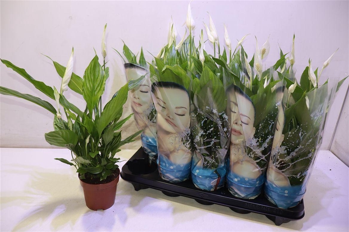 <h4>arr8 Spath Alana</h4>