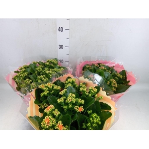 Kalanchoe blos.   ..rosebud mix  5