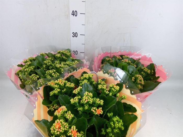 <h4>Kalanchoe blos.   ..rosebud mix  5</h4>
