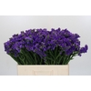 Limonium sinuatum Navy Sun Birds