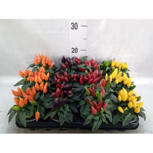 Capsicum annuum 'Salsa'   ...mix