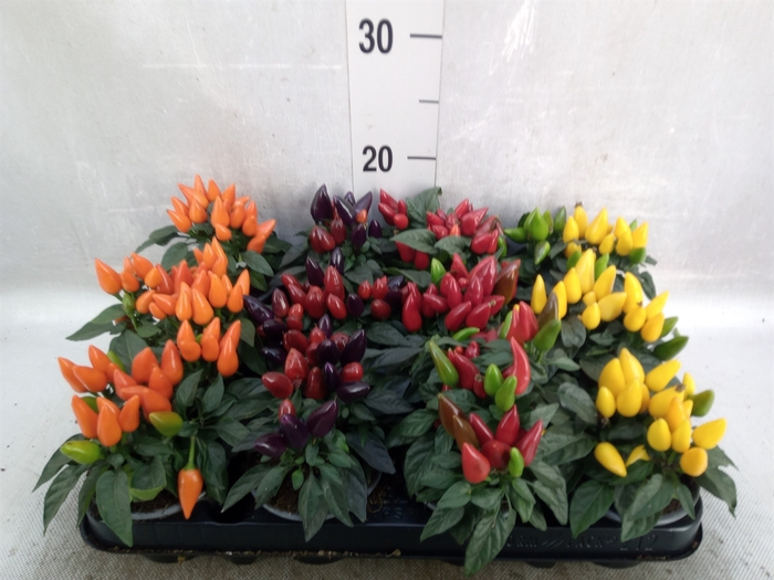 <h4>Capsicum annuum 'Salsa'   ...mix</h4>