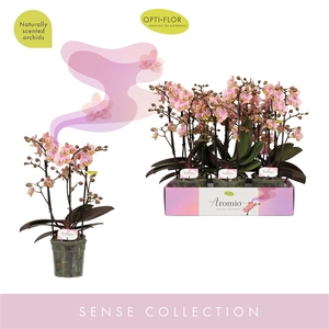 Aromio Oriental 3 spike