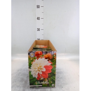 Dahlia   ...flowerbulbs