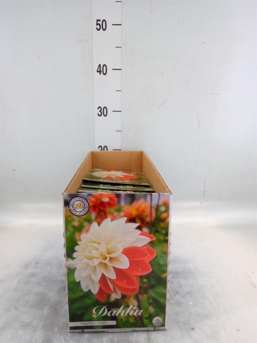 <h4>Dahlia   ...flowerbulbs</h4>