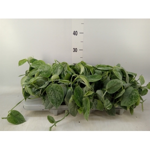 Scindapsus pictus 'Silvery Ann'