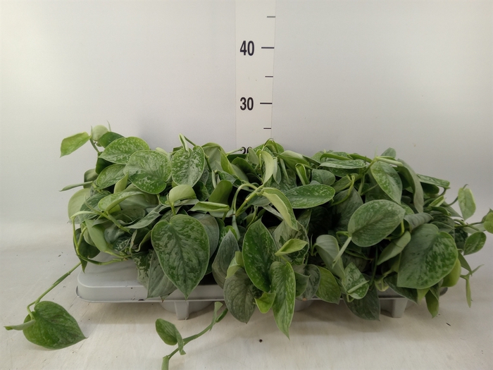 <h4>Scindapsus pictus 'Silvery Ann'</h4>