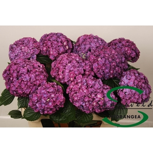 HYDR M ROY ANASTA RS