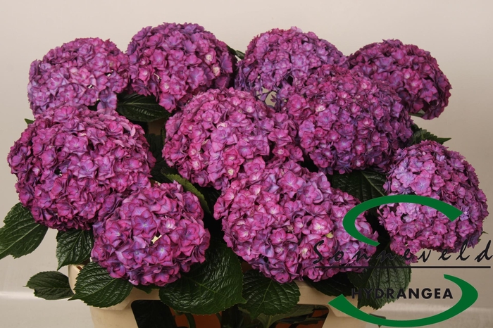 <h4>HYDR M ROY ANASTA RS</h4>