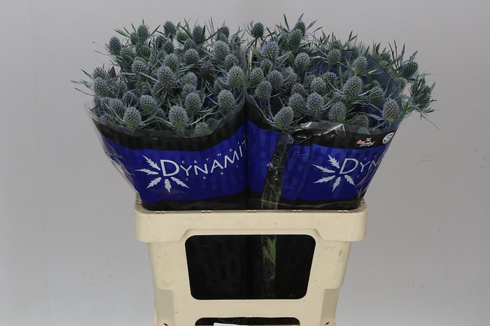 <h4>Eryngium Blue Dynamite</h4>