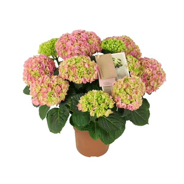 Hydrangea mac. Hi River Pink 7+ Flowers