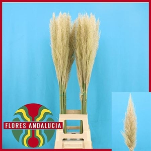 Cortaderia S Evita