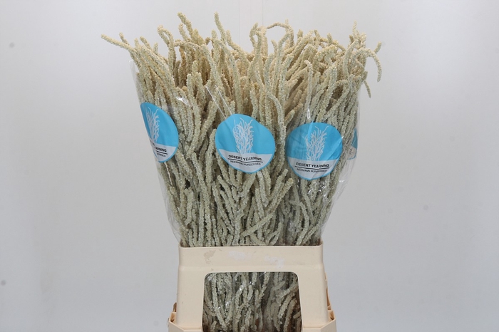 Amaranthus Yearming Desert