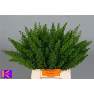ASP DENS MYERS 40CM