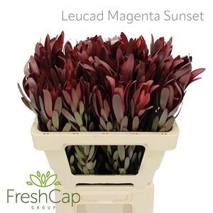 Leucad Magenta Sunset