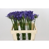 Agapanthus Uri