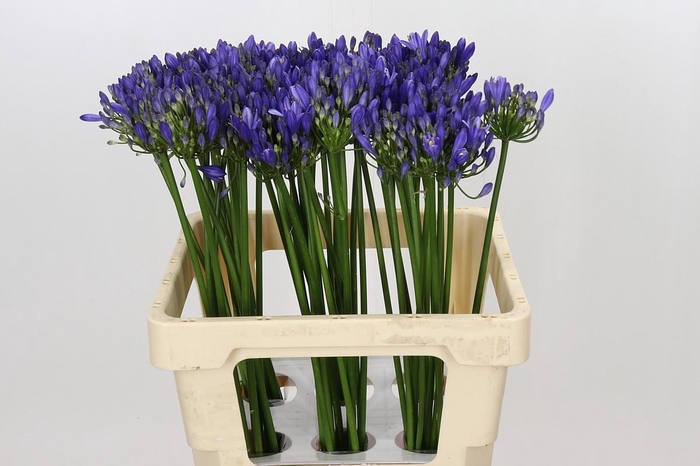 <h4>Agapanthus Uri</h4>