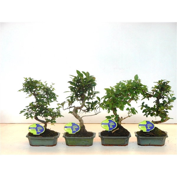 <h4>Bonsai mix, indoor, 15 cm., shape, without drip tray</h4>