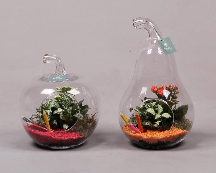 <h4>Peer en Appel glas met kamerplanten back to school</h4>