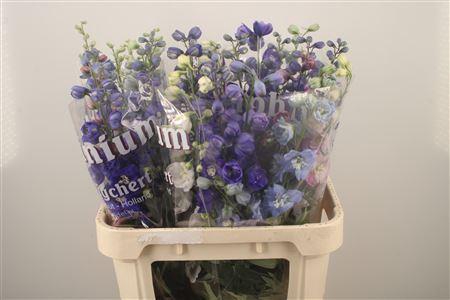 <h4>Delph El Dewi Mixed</h4>