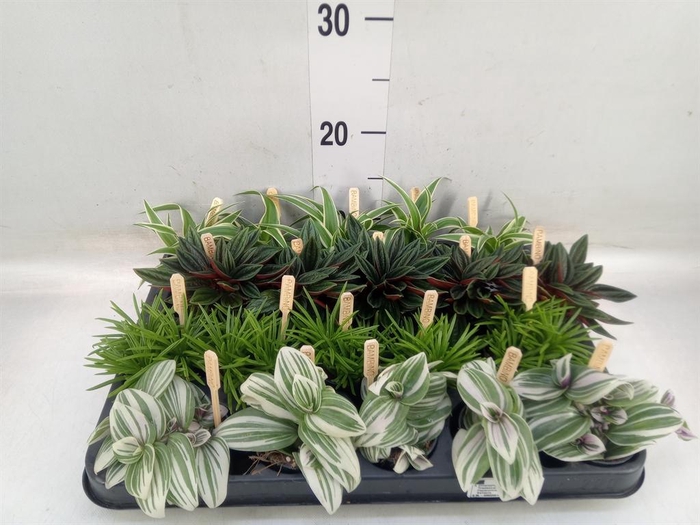 <h4>Planten  ..mix</h4>