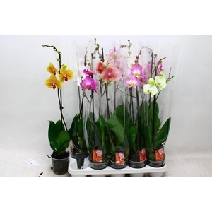 PHAL GEM