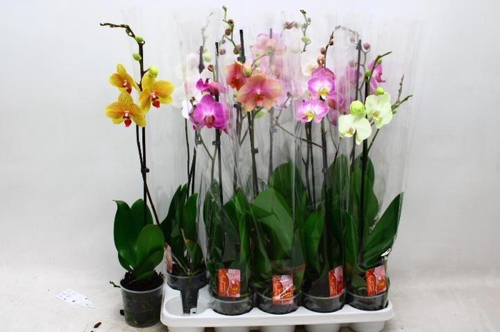 <h4>PHAL GEM</h4>