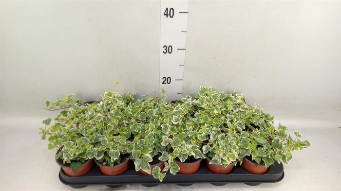 <h4>Hedera helix 'White Wonder'</h4>