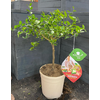 Citrus hystrix
