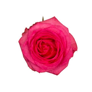 ROSA IVY 050 CM ESTUFA