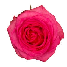 <h4>ROSA IVY 040 CM ESTUFA</h4>