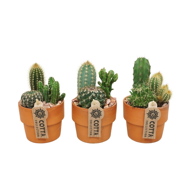 <h4>Cactus arrangement in 10 cm 'Terracotta Kraagpot'</h4>