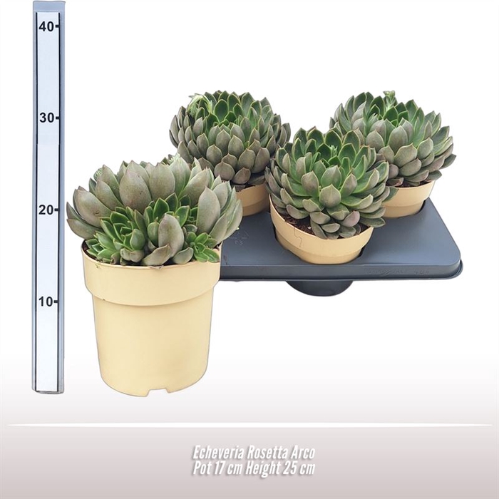 <h4>Echeveria Rosetta Arco</h4>