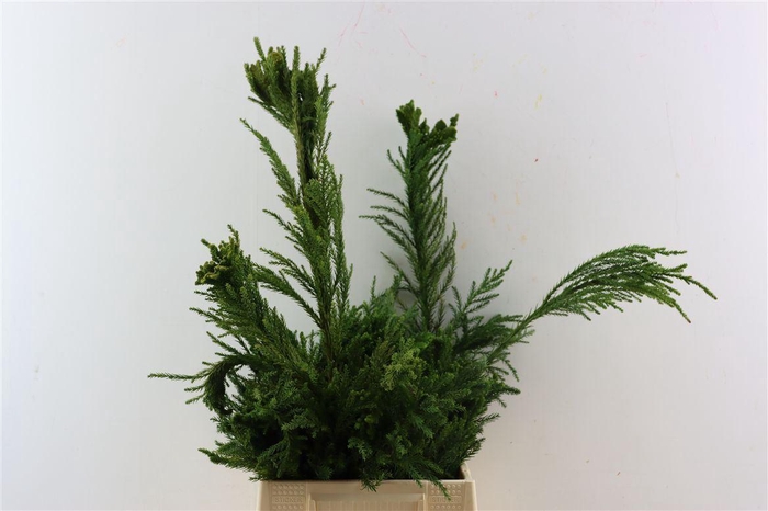 <h4>Cryptomeria Japo Cristata Pb</h4>