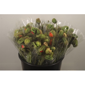 Papaver Mix Per Stem