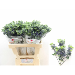 Eryng Pl Mag Purple Star