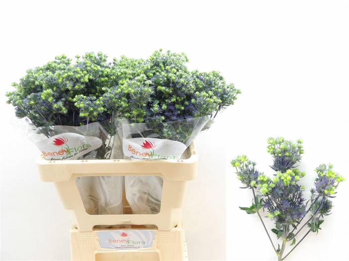 <h4>Eryng Pl Mag Purple Star</h4>