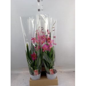 Burrageara  'Nelly Isler'