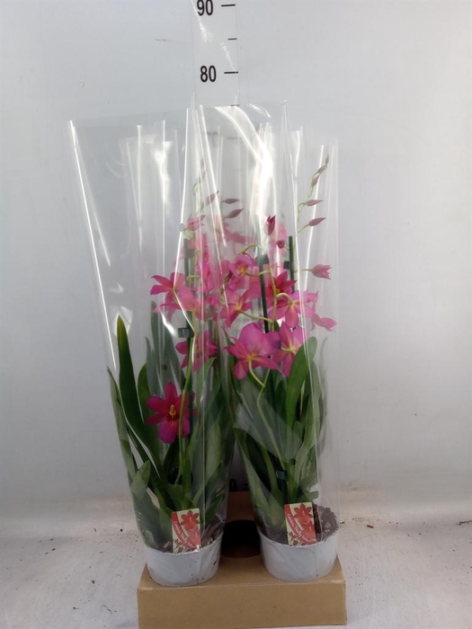 <h4>Burrageara 'Nelly Isler'</h4>