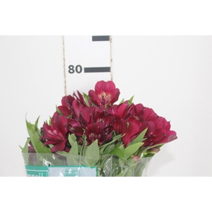 ALSTROEMERIA POMPEII 080 CM